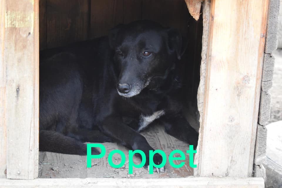 Poppet