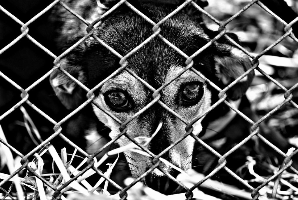animal welfare, dog, locked-1116213.jpg