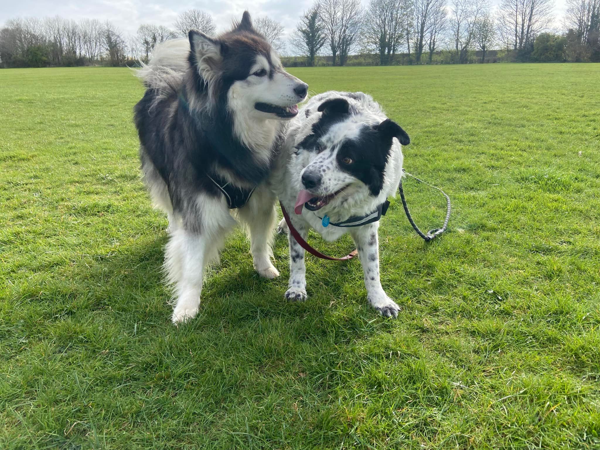 Nanouk and Tony