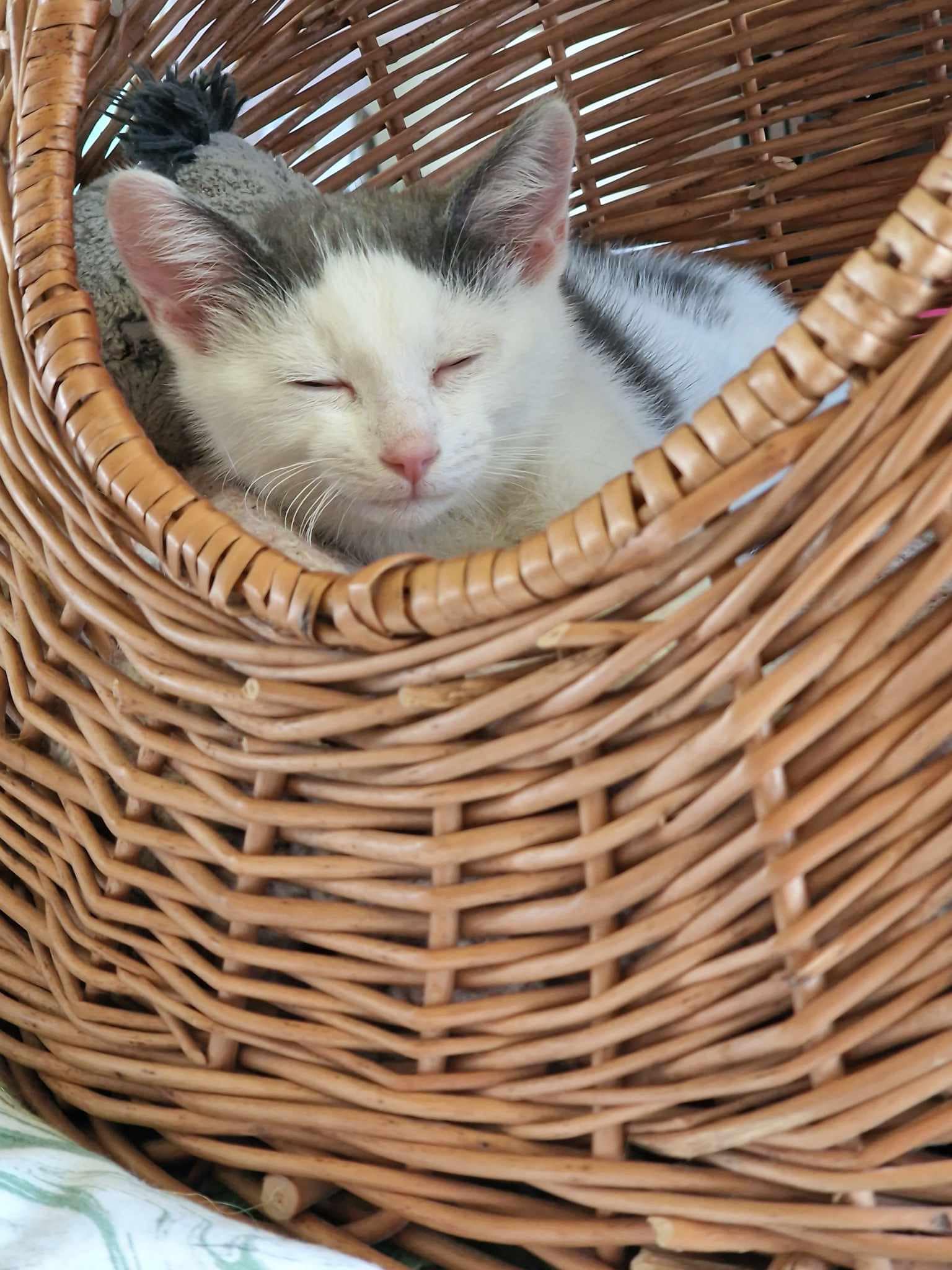 359787179_827014318911882_4287216084859960199_n