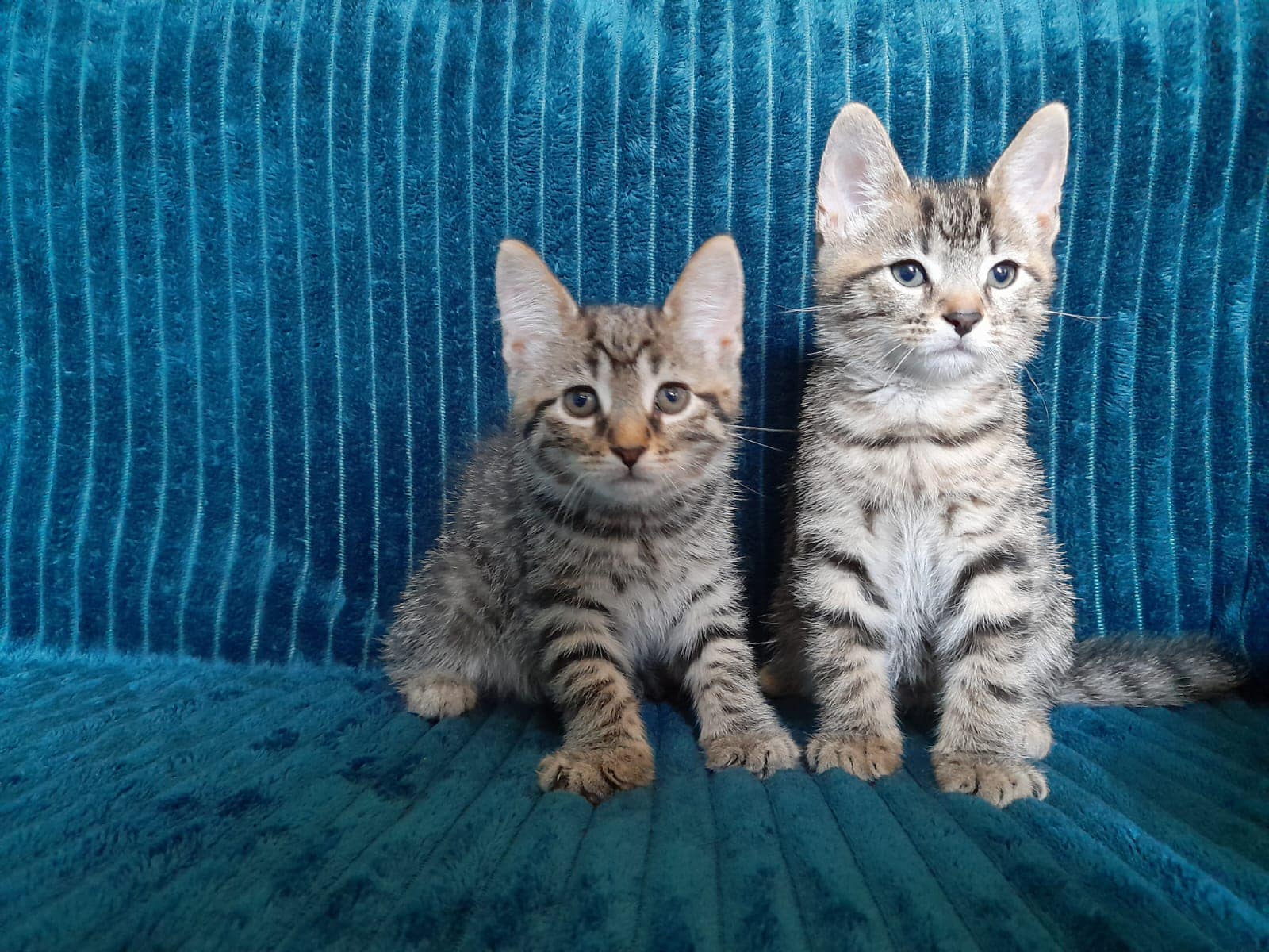 Kittens5
