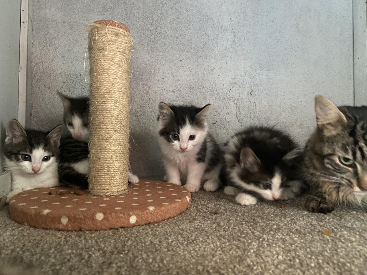 Kittens6