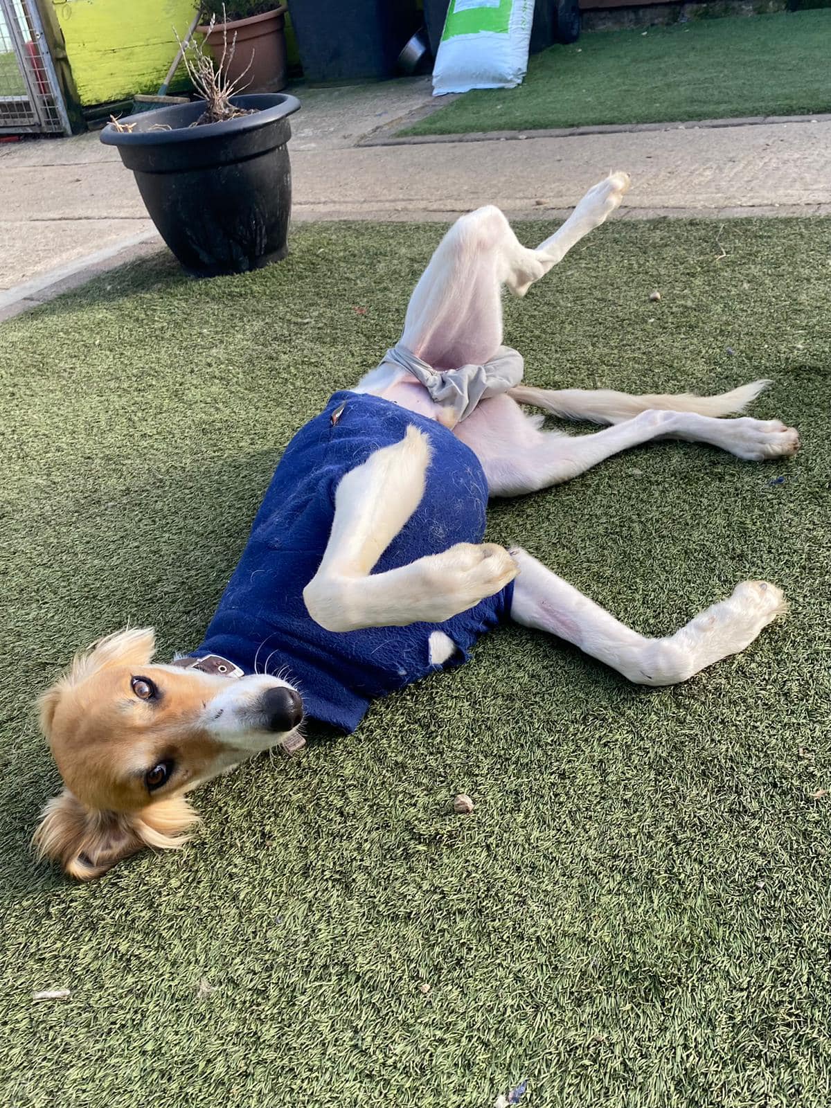 419521385_951245586488754_2986433626000256216_n