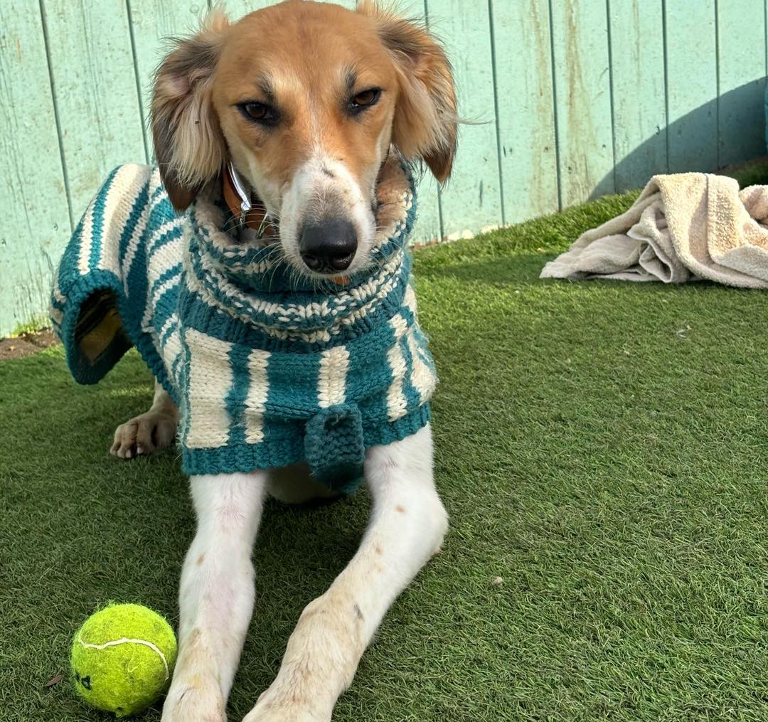 421859705_959969282283051_5506655431943839134_n