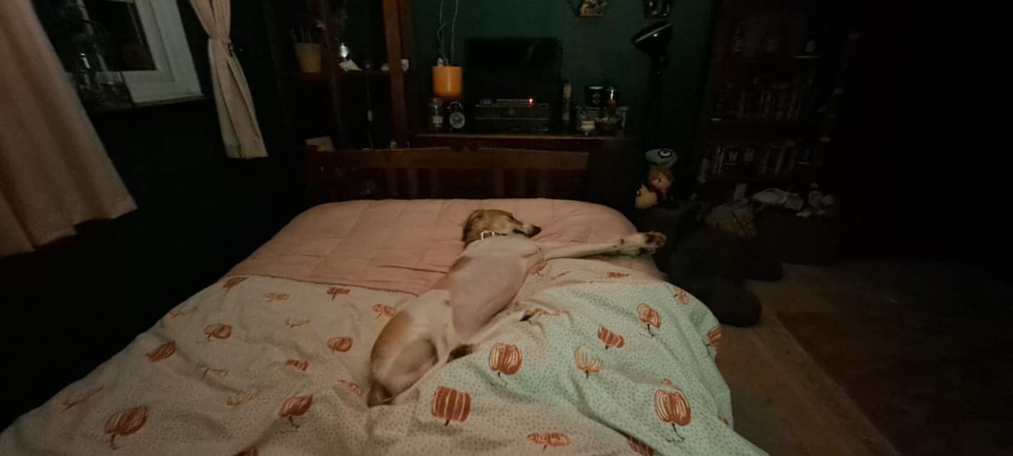 421929950_1006779517602027_8546715461789357499_n