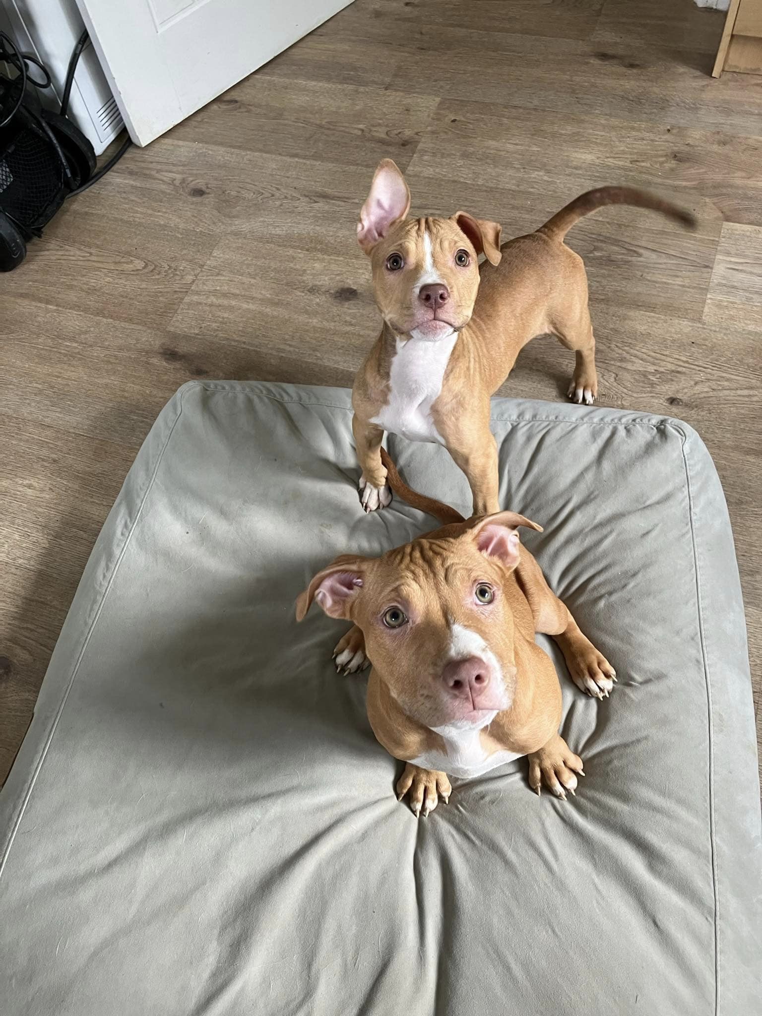 438239237_1023745929238719_7058855678504223209_n