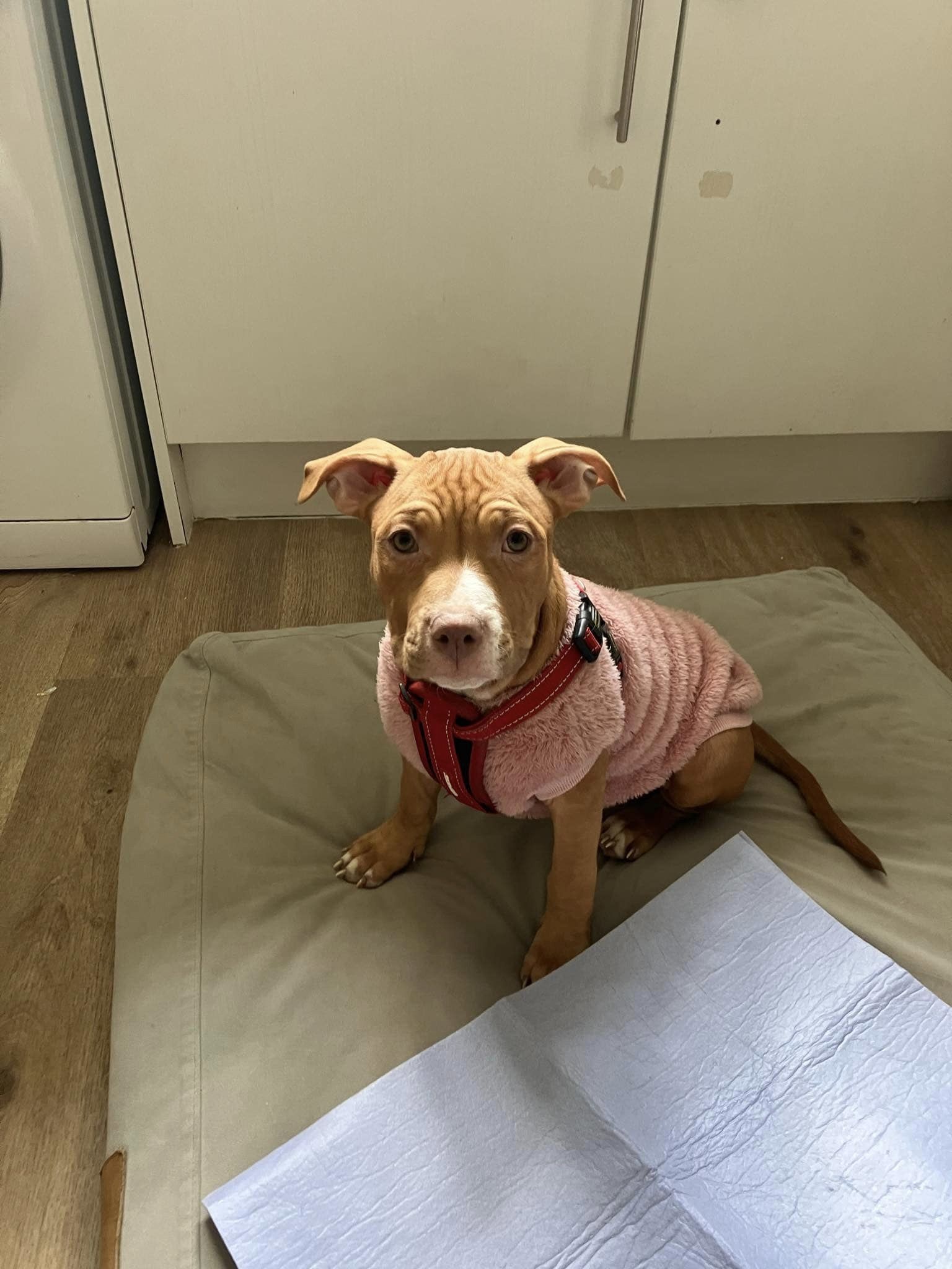 438253341_1023745922572053_8299567795219170475_n