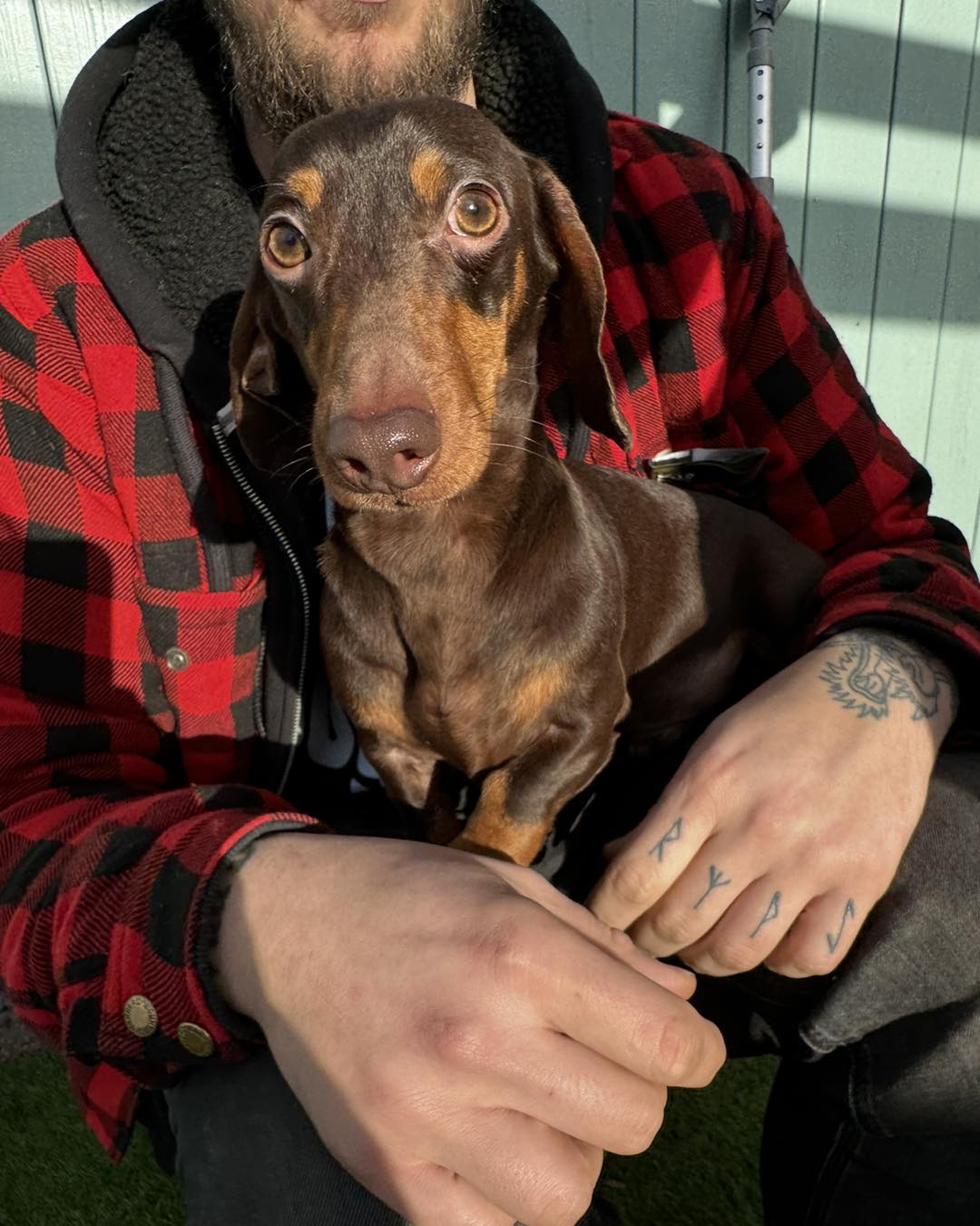 dachshund