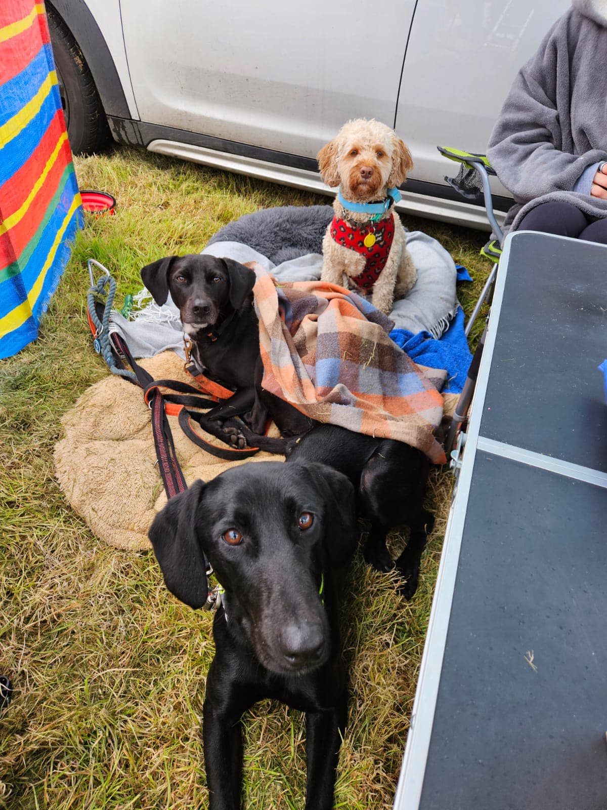 442489775_1042772947336017_8739613940437938673_n