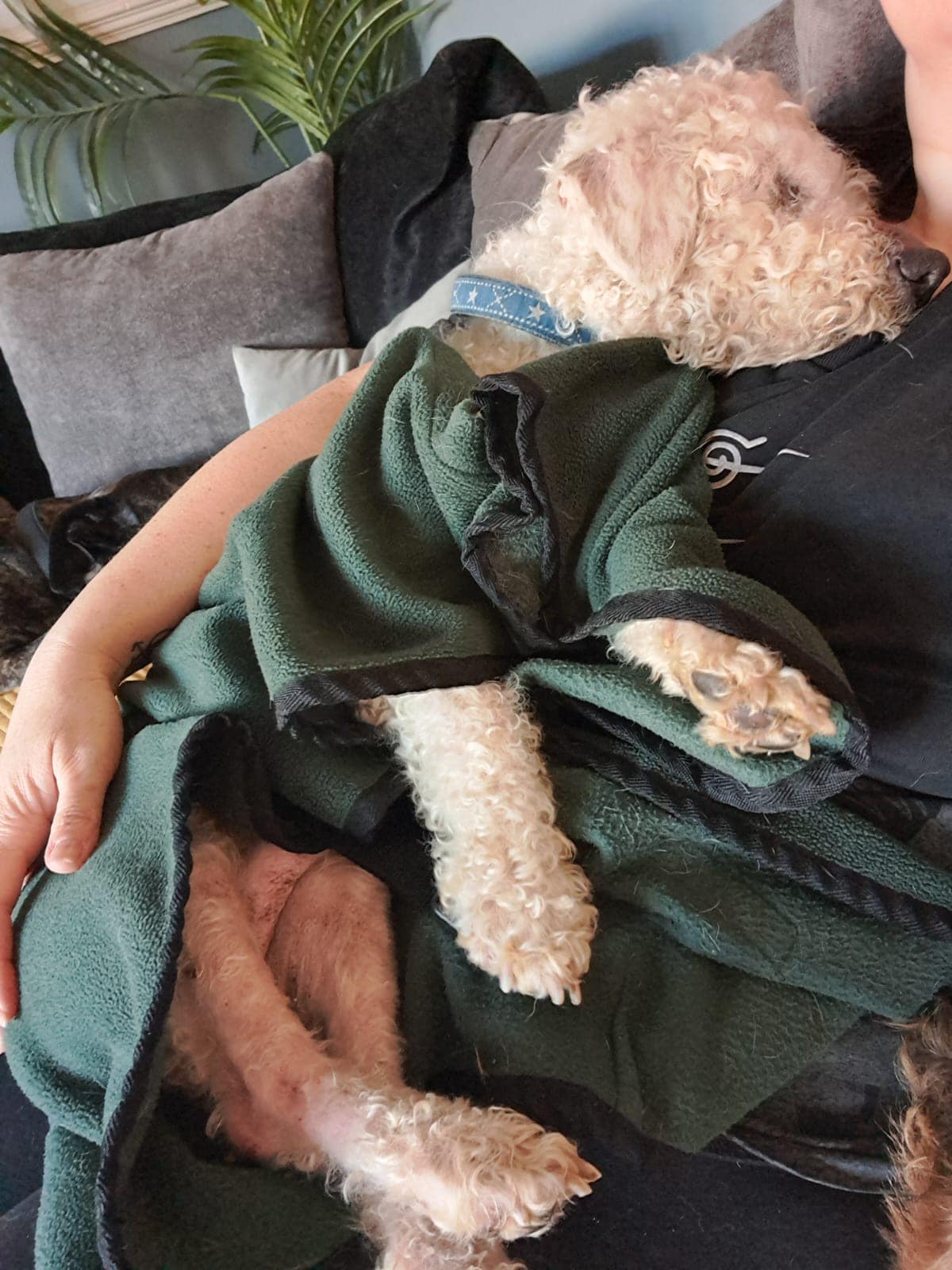 438255162_1017010363245609_4833264606982069943_n