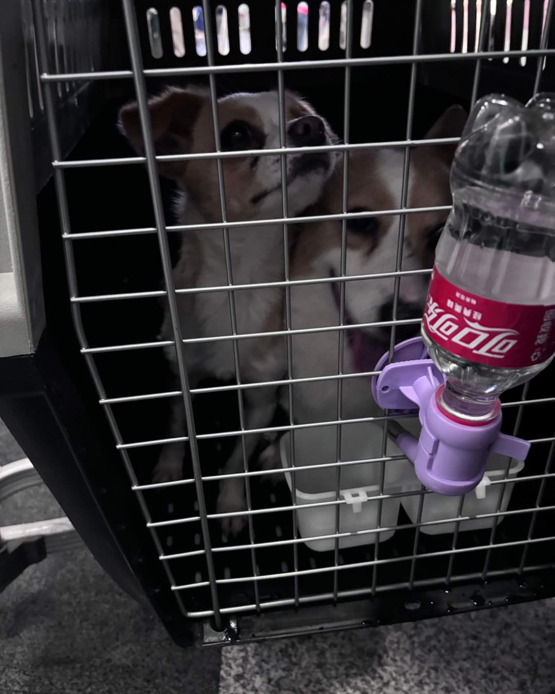 443930222_1039044847708827_7103076921677927366_n (1)