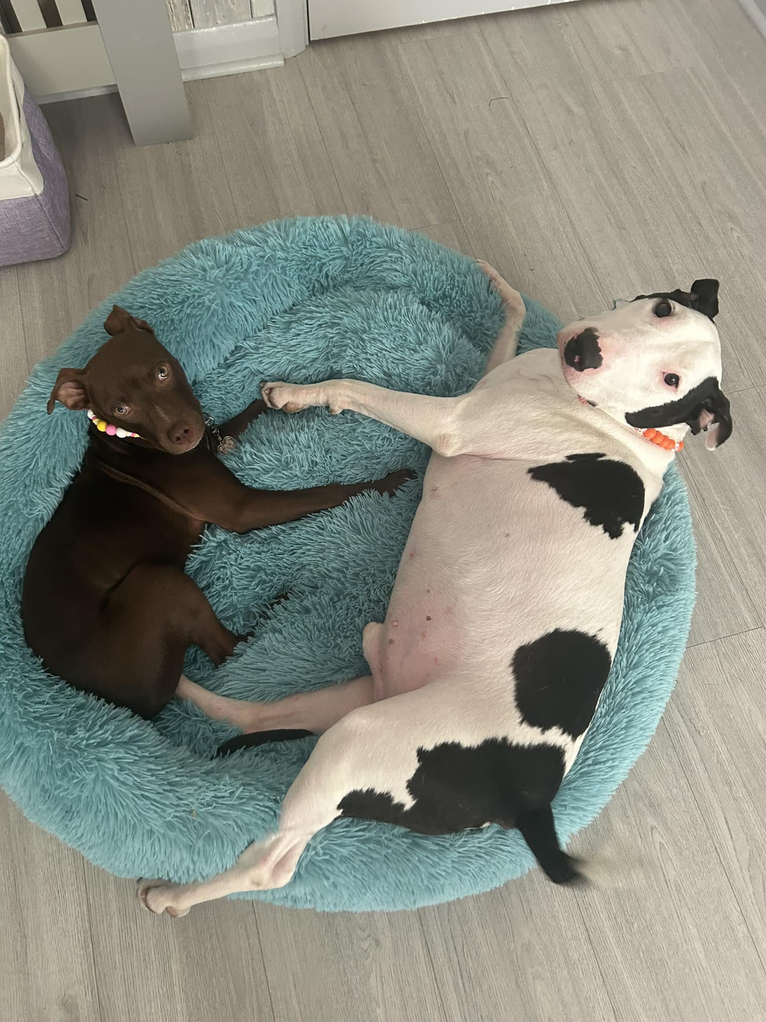 450438420_1072532724360039_1208837263127908195_n