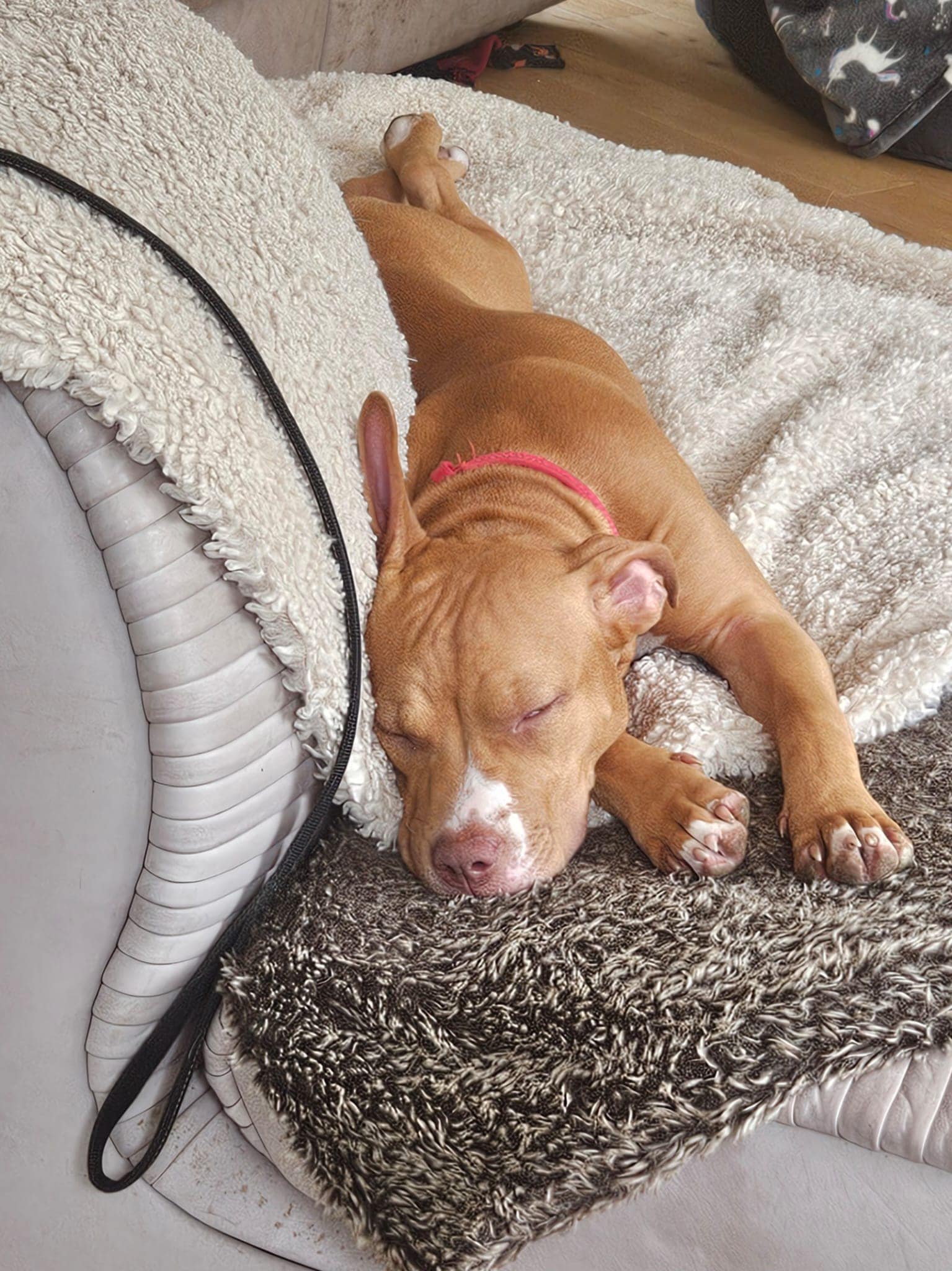 451501828_1078937107052934_9018077112526966291_n