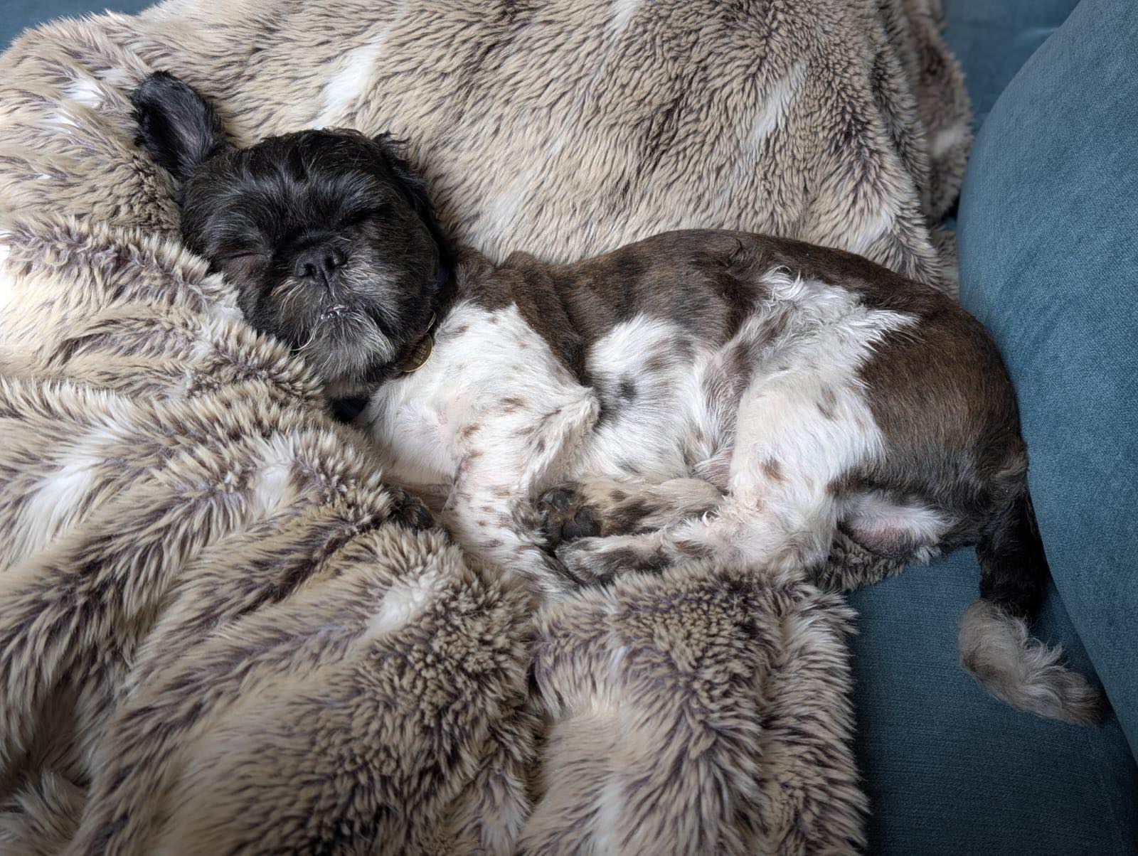 509301166_1355016132778362_2283807761935156066_n