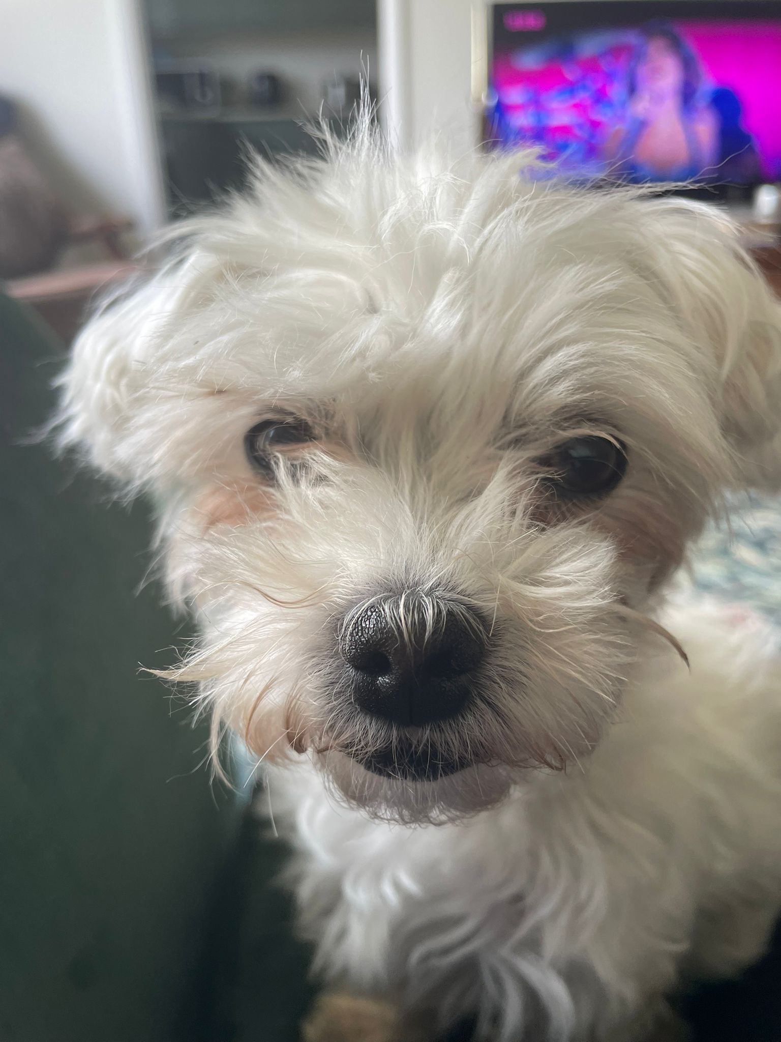 555904227_1446265330320108_8174845472547834649_n