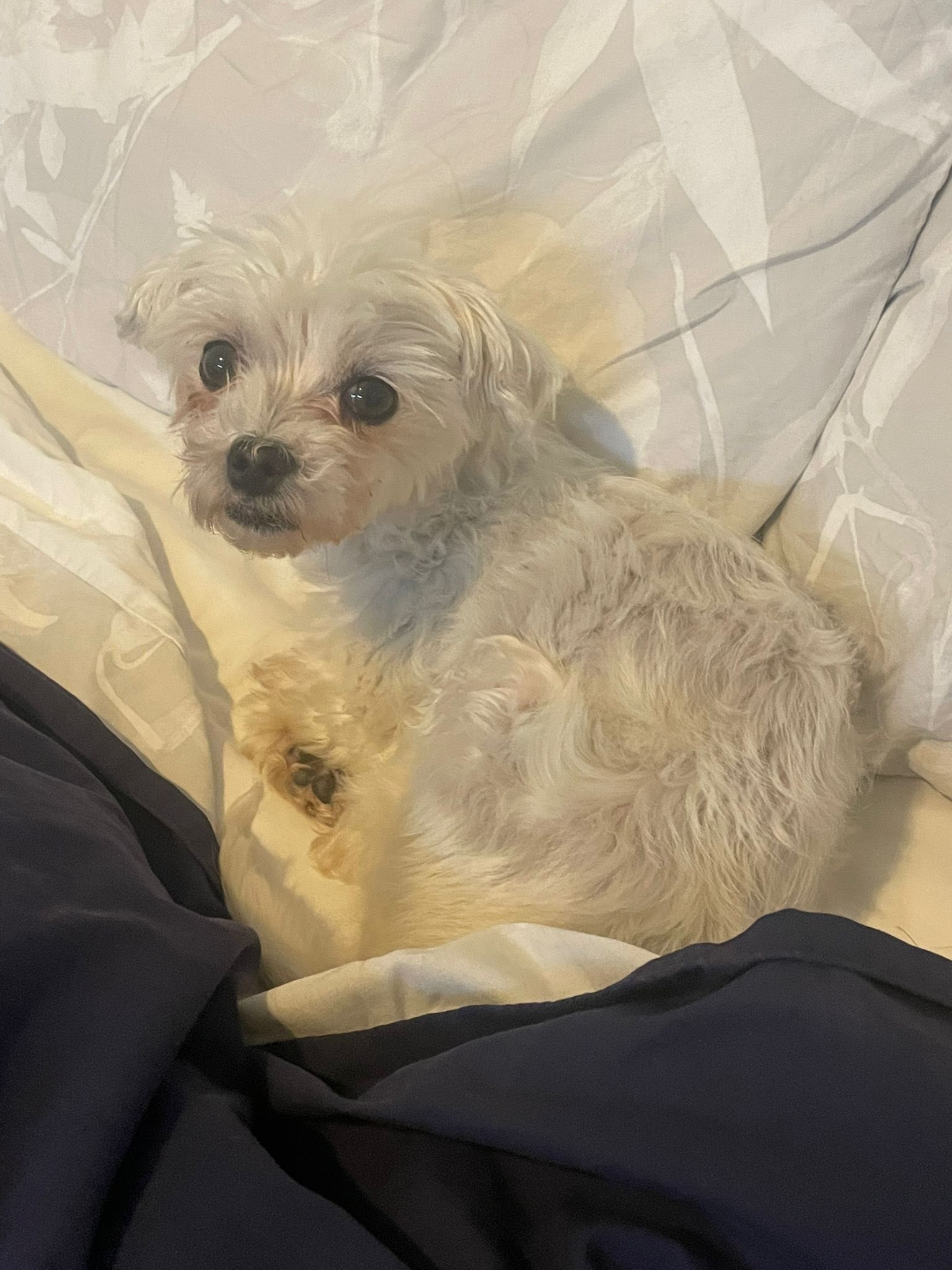 556353379_1446265400320101_3266238197799403127_n