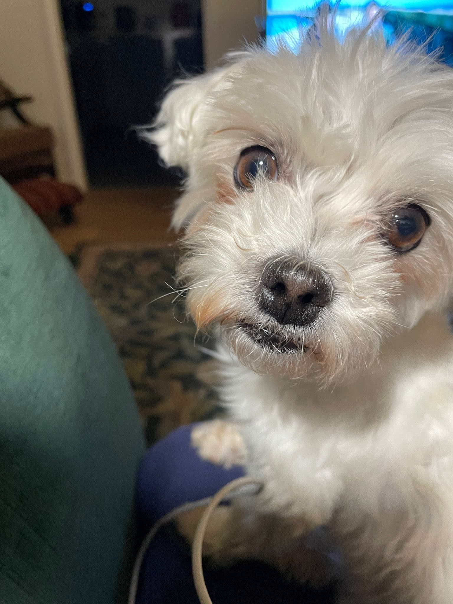 557703758_1446265380320103_6371800401364965536_n