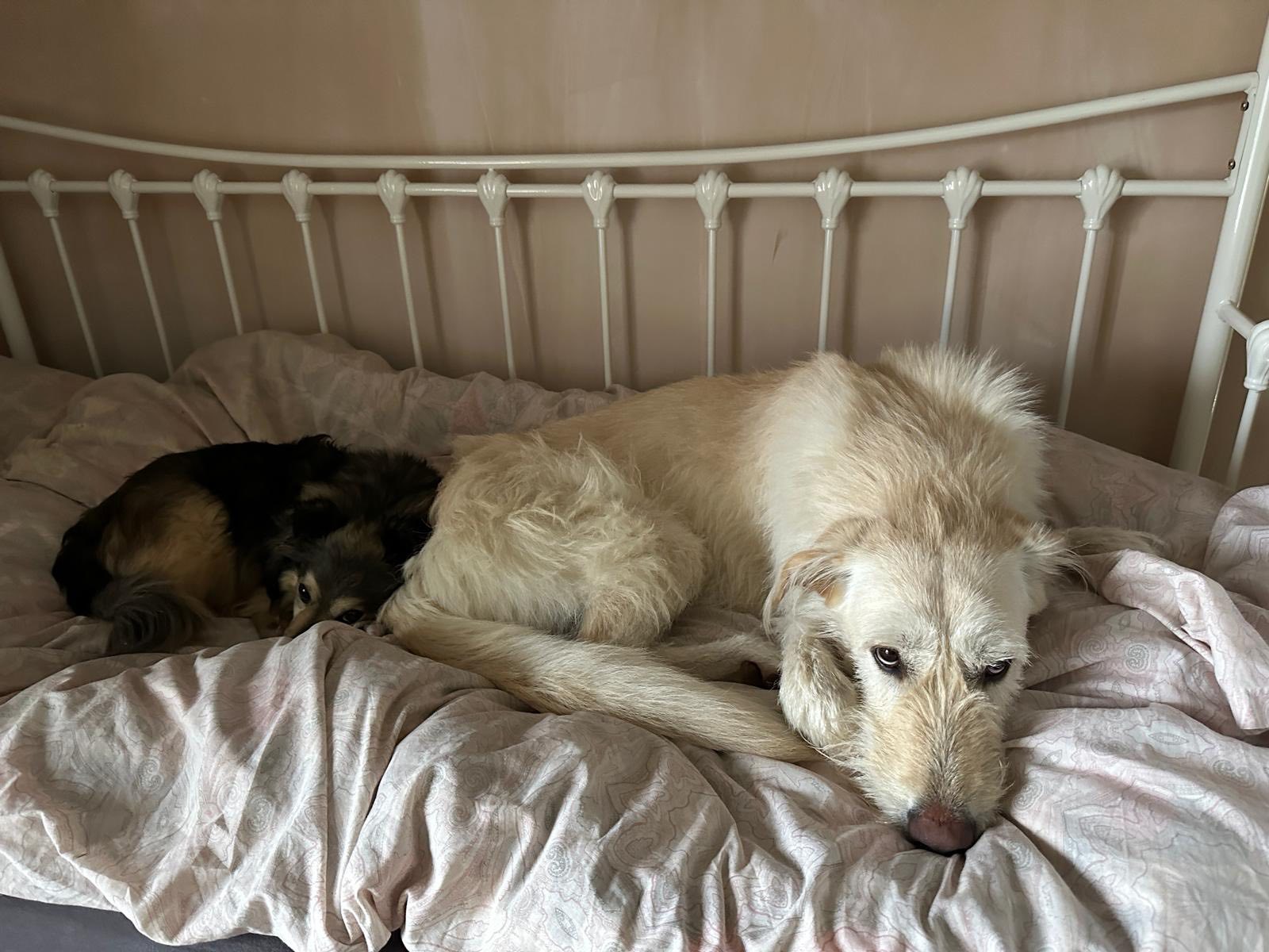 491940615_1302238271389482_8826642887695465711_n