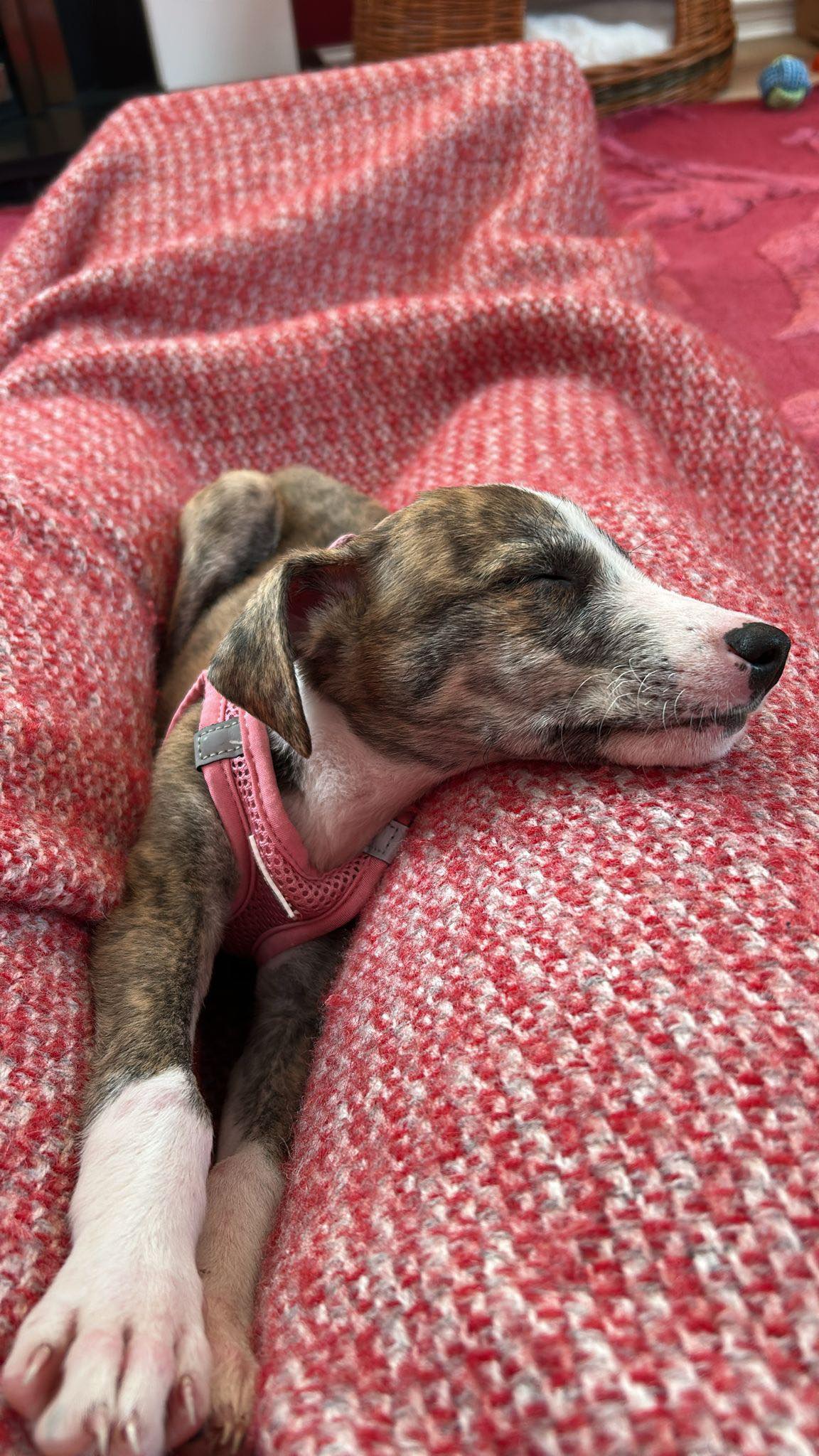 552366876_1438637617749546_7183416490079543391_n