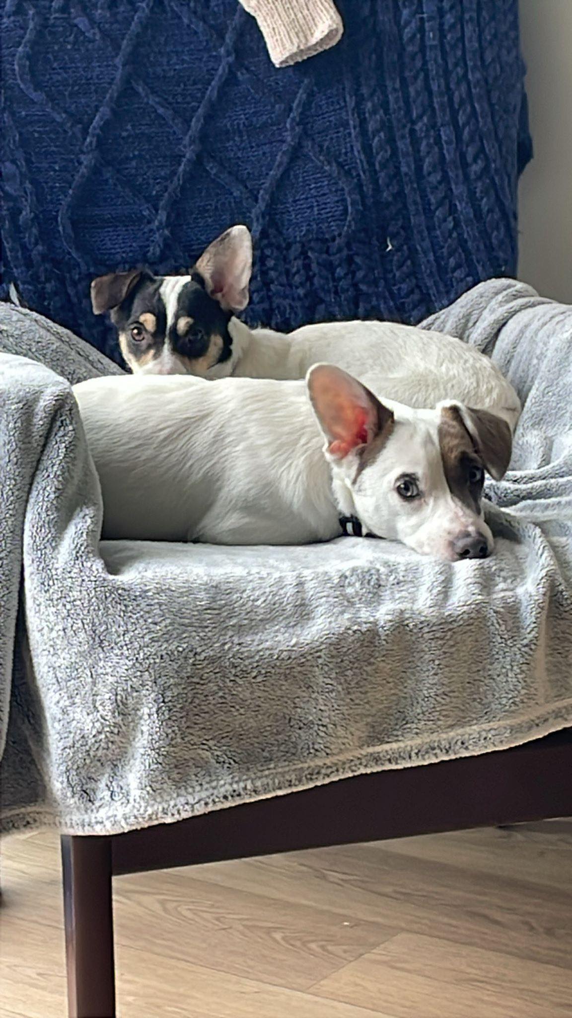 559322665_1456576372622337_8287233490206668508_n