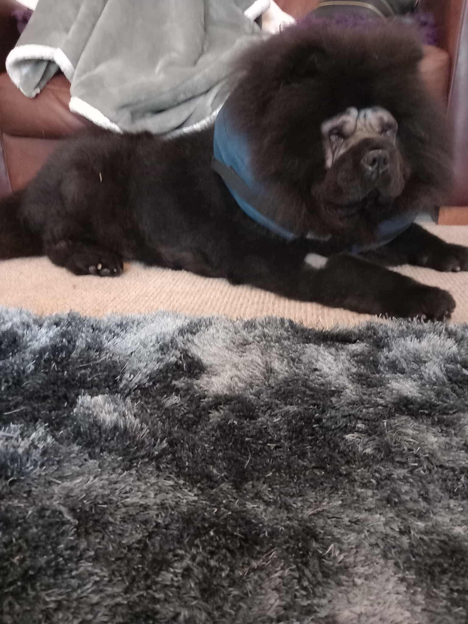 560552727_1460231458923495_4505185858879845661_n