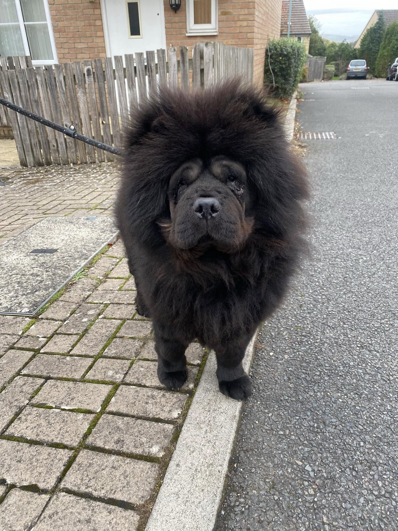 574481683_1476612150618759_6703119167980460938_n