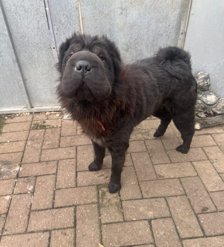 576321767_1482581570021817_2549908964466672906_n