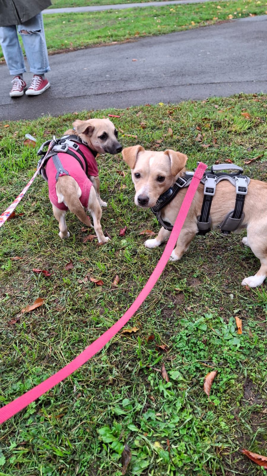 580696987_1489313702681937_6467054856686605516_n