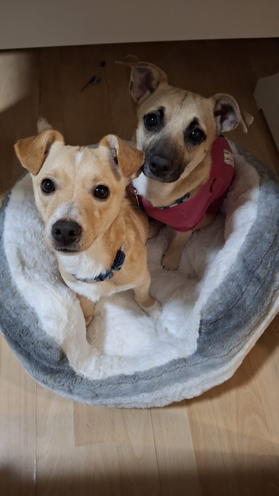 580783548_1489313412681966_2939883632865129448_n (1)