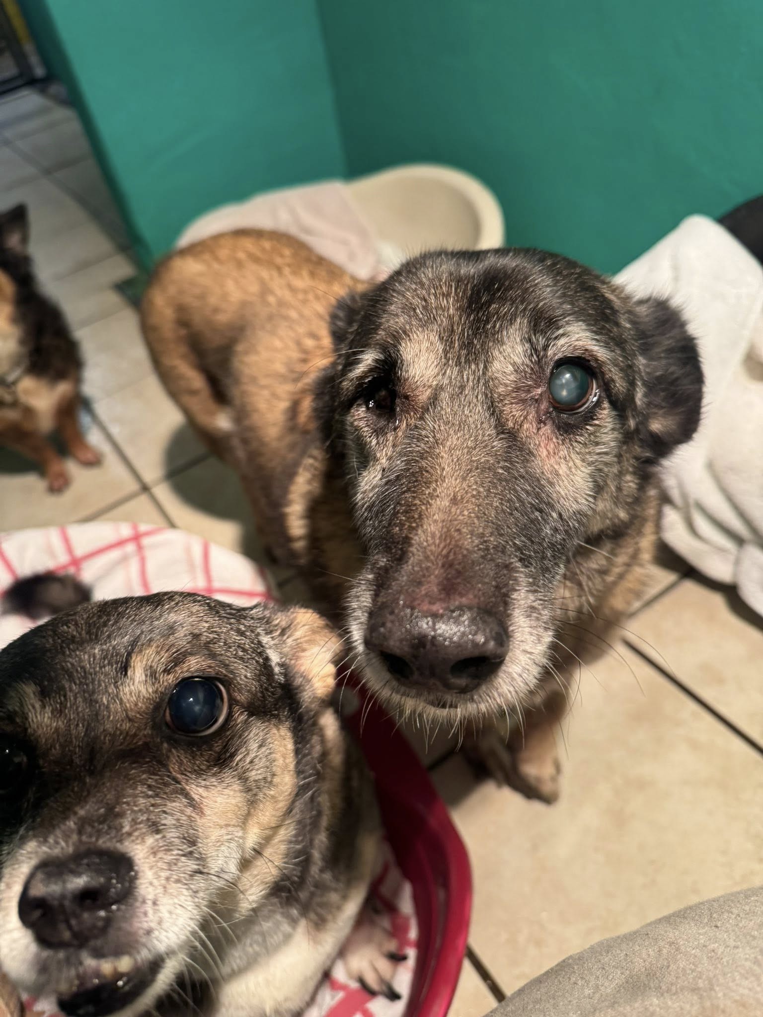 580529165_1488393192773988_3476518724284149695_n