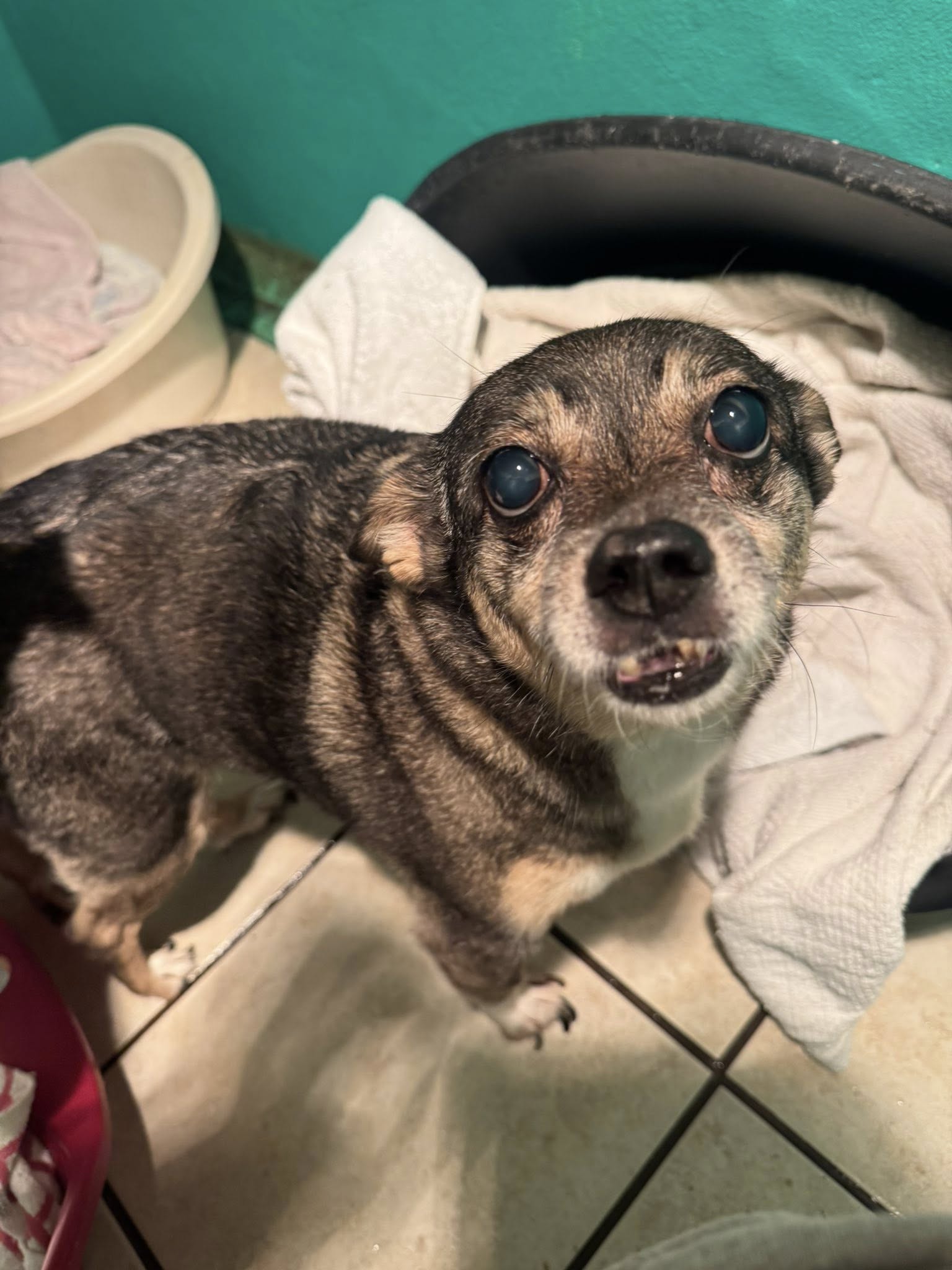 581047814_1488393179440656_8977108514448833411_n