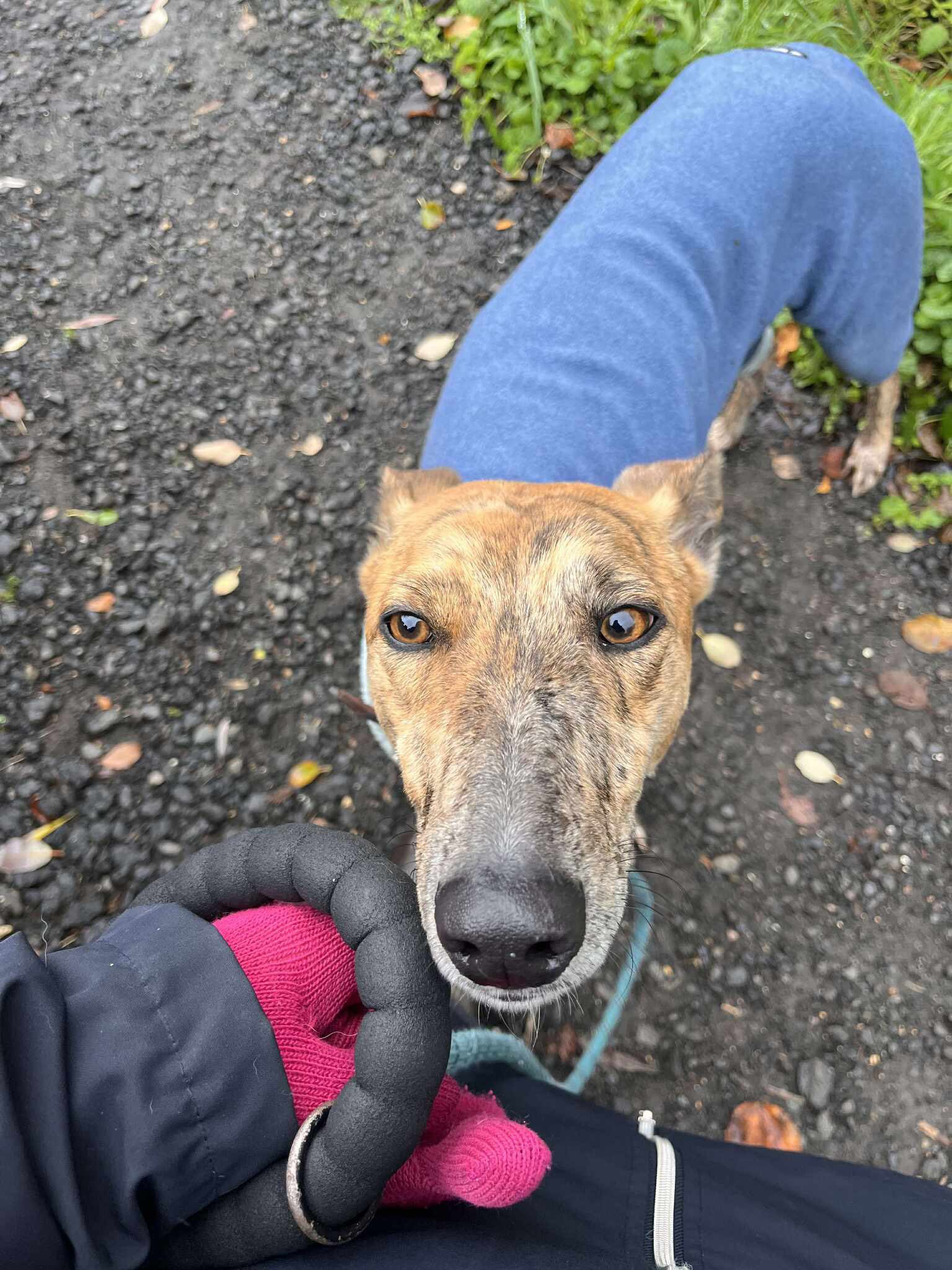 584587585_1497003735246267_3505273787408977512_n