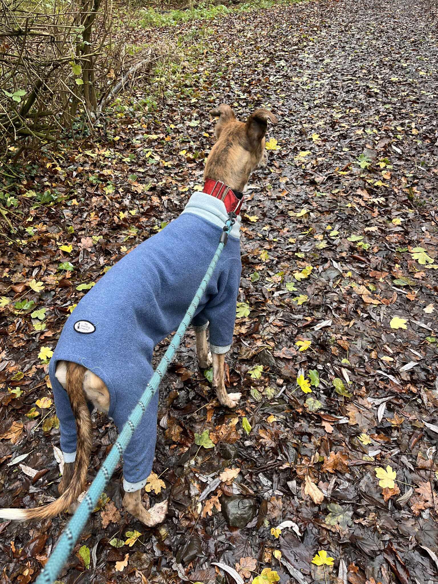 587048380_1497003695246271_800700059766426298_n