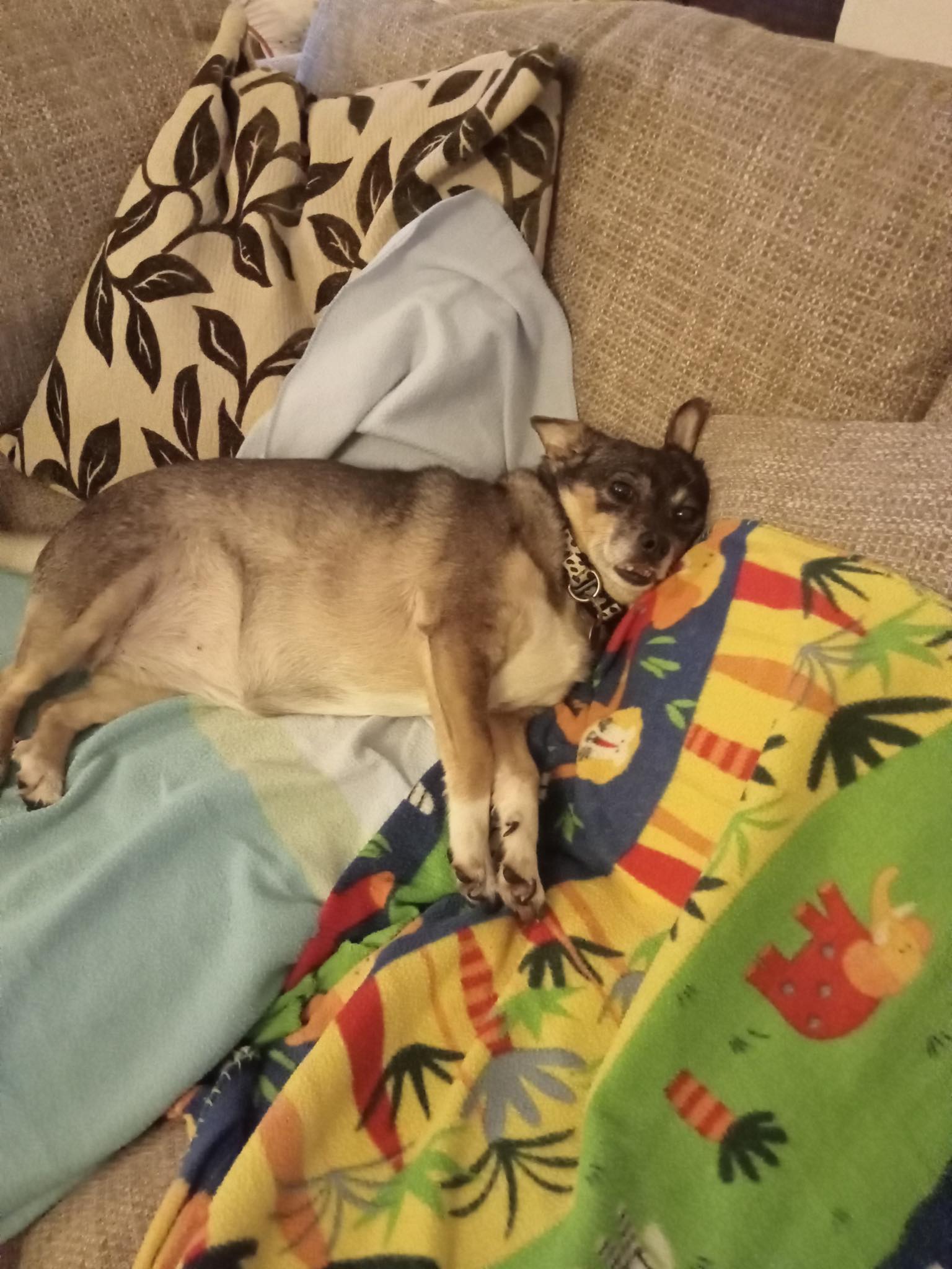 590702196_1501262251487082_2783111345357080946_n