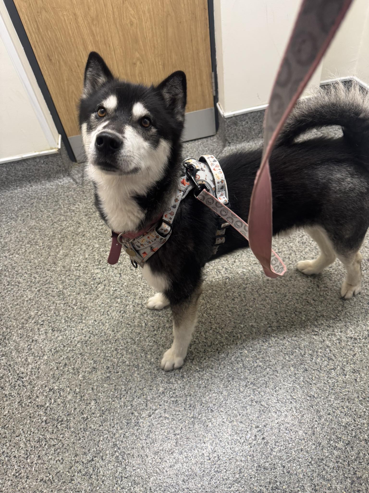 595065936_1511631143783526_6836945482990860858_n