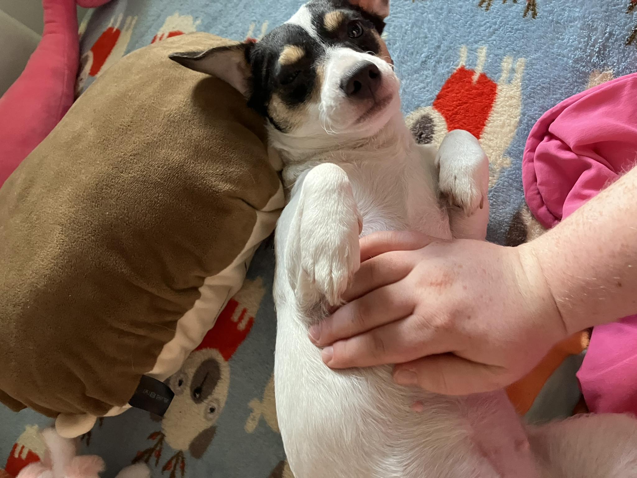 595226695_1509491083997532_6394309512535147023_n